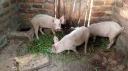 The Kamiigo Disabled Piggery Project