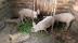 The Kamiigo Disabled Piggery Project